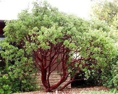 Protected Blog › Log in | California native plants, Drought tolerant landscape, Plants