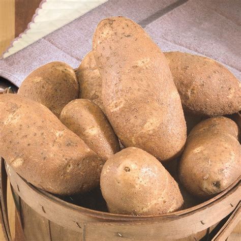 Gurney's Seed Potato Gold Rush, Bareroots grow to Green Plants (2 lbs ...