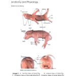 Female Fetal Pig Anatomy And Simulated Dissection Worksheet | Anatomy ...