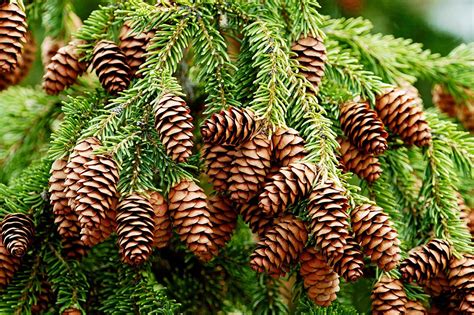 Pinaceae | Coniferous, Evergreen, Needles | Britannica