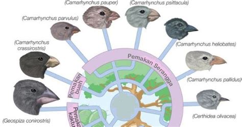 Teori Evolusi Darwin - Dunia Biologi