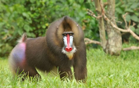 Mandrill - a colourful character - Africa Geographic