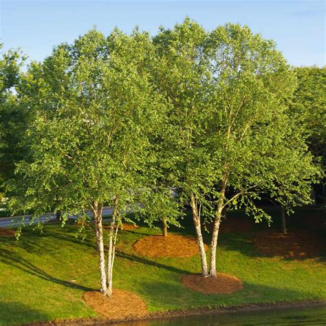 Heritage® River Birch Trees for Sale– FastGrowingTrees.com