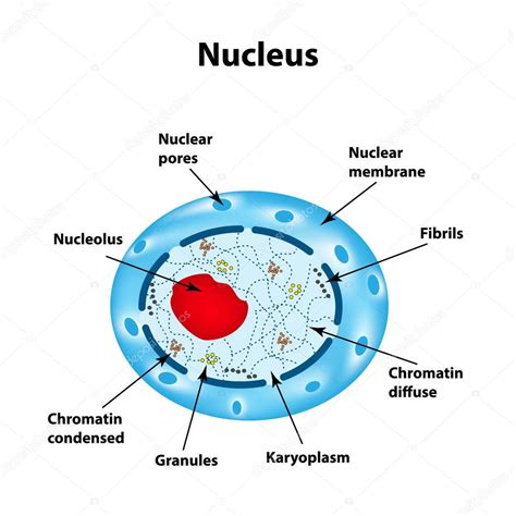 The structure of the human cell nucleus. Infographics. Vector ...