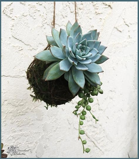 DIY Succulent Kokedama Balls! | The Succulent Eclectic