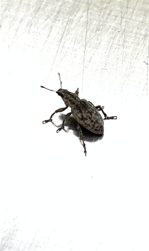 Any idea what species of weevil this is? : r/whatsthisbug