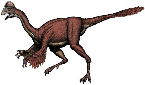 One Scary Chicken—New species of large, feathered dinosaur discovered | Smithsonian Insider