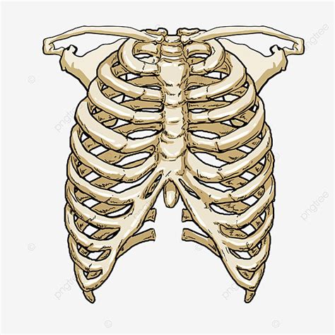 Rib White Transparent, Rib Medical Cartoon Model, Rib Cage, Medical, Skeleton PNG Image For Free ...