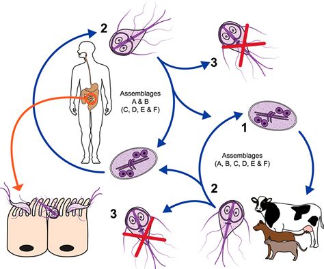 Blastocystis Hominis Life Cycle