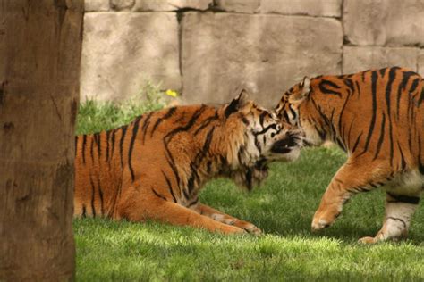 Fuengirola Zoo | Day trip to the zoo in Fuengirola, Malaga, … | Steve Ryder | Flickr