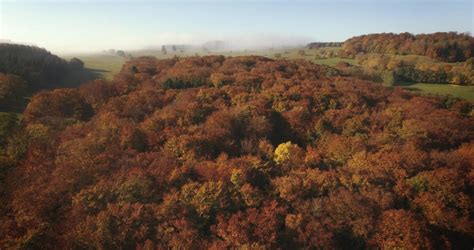 Film Review: ‘The Hidden Life of Trees’: The Science of the Ents