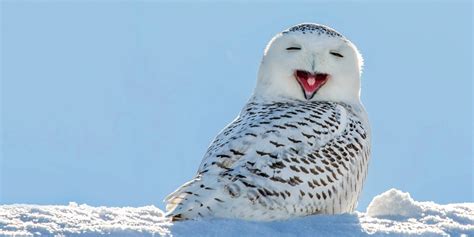 Snowy Owl In Snow