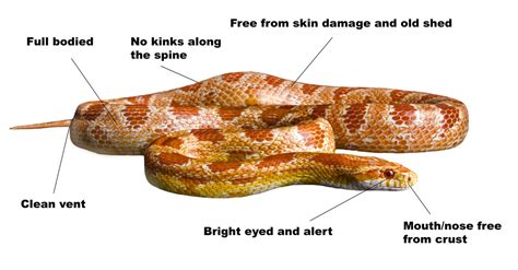 Corn Snake Care Sheet