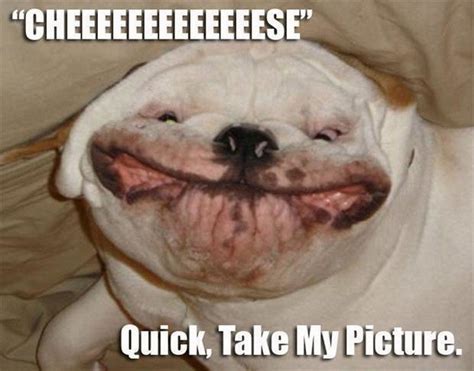 The Funniest Animal Memes