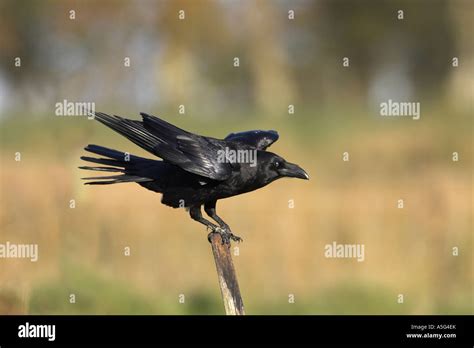 RAVEN Corvus corax Stock Photo - Alamy