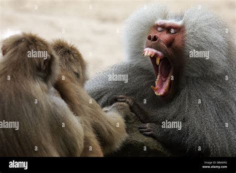 Baboon teeth hi-res stock photography and images - Alamy