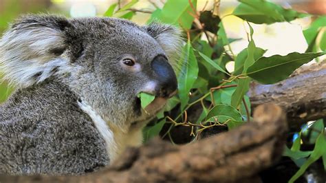 Koala Habitat Facts For Kids | Kids Matttroy