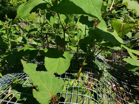 Solving a Knotty Knotweed Problem - Scenic Hudson