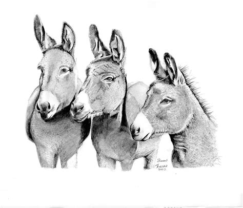 Top 81+ donkey sketch images latest - seven.edu.vn