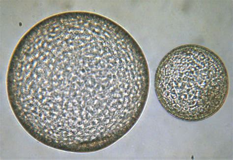 Equine Embryo Transfer – Veterinary Continuing Education