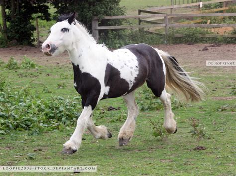 Traditional Gypsy Cob Stock 3 by s-uperflu0us on DeviantArt