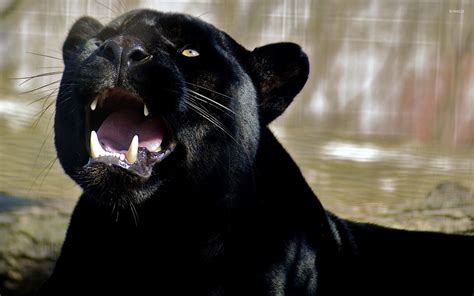 Roaring black panther wallpaper - Animal wallpapers - #47284