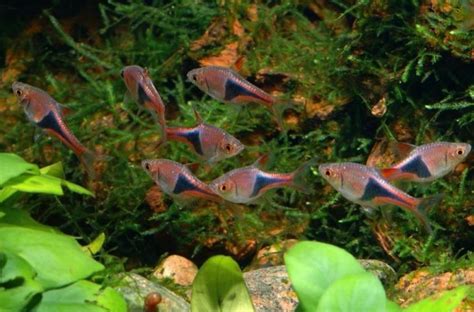 Harlequin Rasbora: Why They’re Perfect for Community Tanks