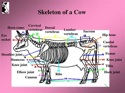 PPT - Skeletal System of a Cow Written by Daniel Hunnicutt PowerPoint ...