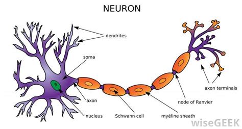 Understanding the Neuron: An Illustrative Diagram