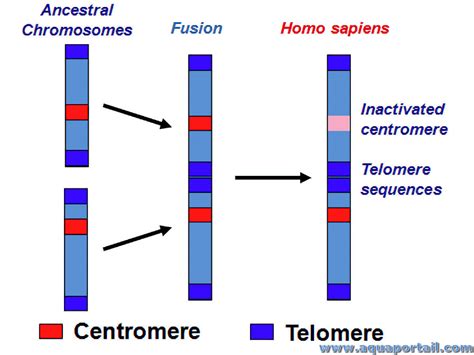 Fusion chromosomique : définition et explications – AquaPortail