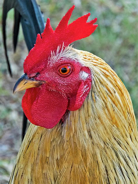 Key West Chicken Photograph by Bob Slitzan - Fine Art America