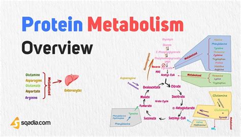 Protein Metabolism Overview | Amino Acid Pool Biochemistry - sqadia.com