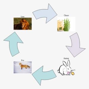 Wolf Food Chain Diagram