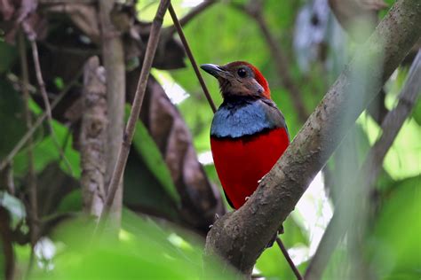 Remote Papua New Guinea Tours - Birdwatching - Birdquest