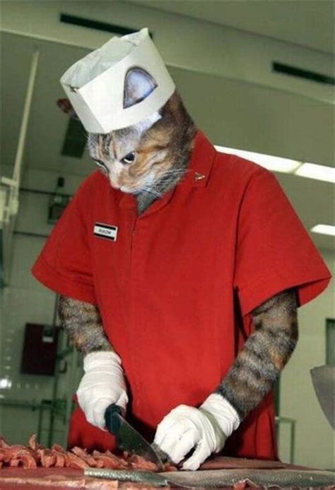 Cat Chef - 1Funny.com