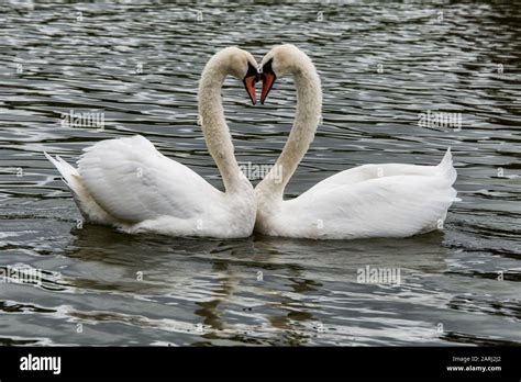 Swans love for their partners is so deep they mate hi-res stock photography and images - Alamy