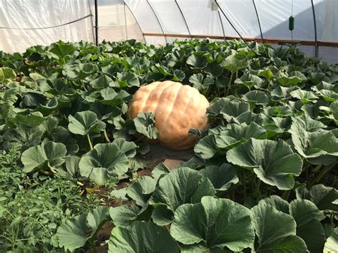 Giant Pumpkin Growing Tips From The Pumpkin Man: August 2019