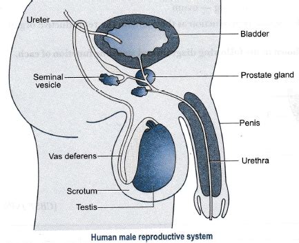 Draw a labelled diagram of a human male reproductive system. - Sarthaks ...