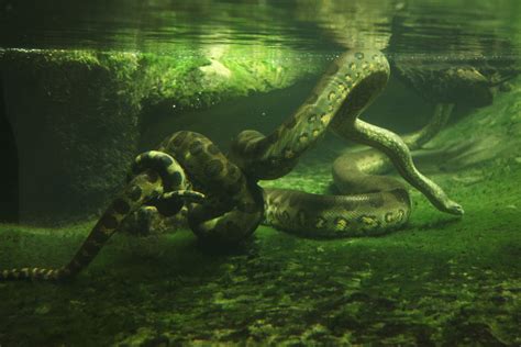 Green Anaconda Facts | CRITTERFACTS