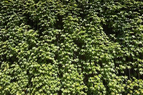 Premium Photo | Ivy plant on a wall