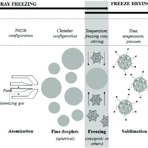 Stages of a typical spray-freeze drying process [206] . | Download ...