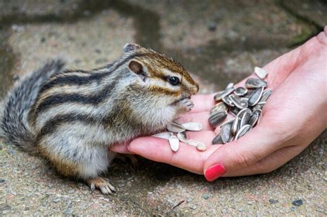 Premium Photo | Close-up of hand holding squirrel