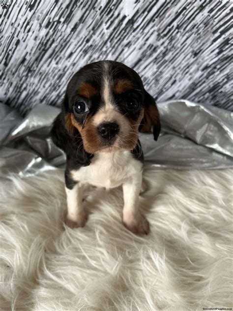 Cavalier King Charles Mix Puppies For Sale | Greenfield Puppies