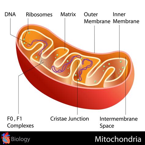 Frontiers | Bioinformatics Analysis Discovers Microtubular Tubulin Beta ...