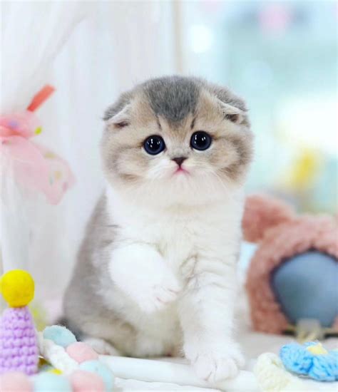 Scottish fold munchkin cat for sale at Fuzzy Munchkins