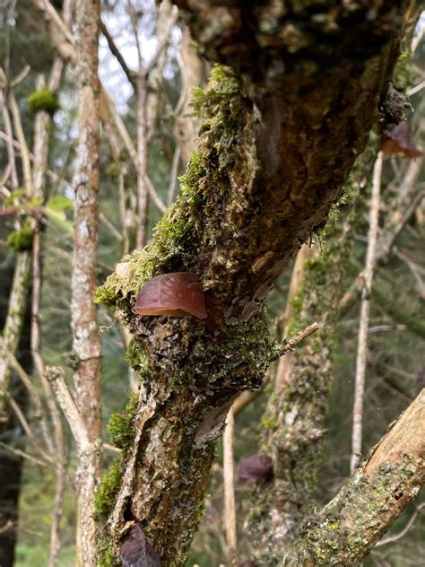 Jelly Ear Mushroom (Auricularia auricula-judae) Identification