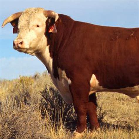 The Best Breed Of Beef Cattle In 2023 - MartLabPro