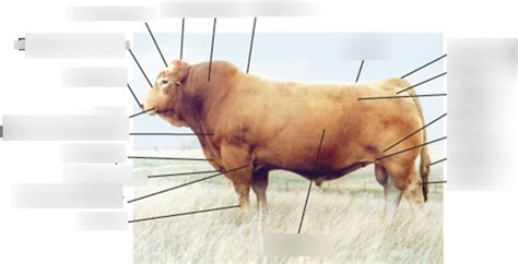 Cattle Anatomy 1 Diagram | Quizlet