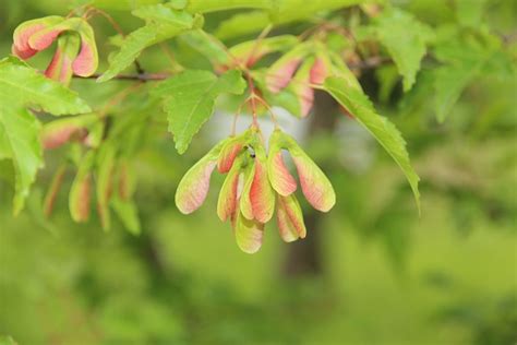 Maple Acer Seeds - Free photo on Pixabay - Pixabay