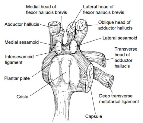 Review of Sesamoid Pain - Sports Medicine Review